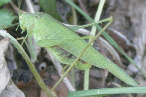 Phaneroptera nana