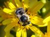 332883 – Photo : Danièle Tixier-Inrep – France (34)