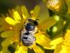 332884 – Photo : Danièle Tixier-Inrep – France (34)