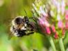 332233 – Photo : Danièle Tixier-Inrep – France (48)