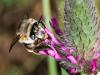 332381 – Photo : Danièle Tixier-Inrep – France (30)