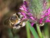 332380 – Photo : Danièle Tixier-Inrep – France (30)