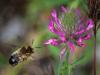 332375 – Photo : Danièle Tixier-Inrep – France (30)