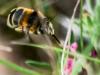 332779 – Photo : Danièle Tixier-Inrep – France (30)