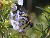 332046 – Photo : Liliane Delattre – France (30)