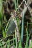 332864 – Photo : Bernard Saquet – France (73)