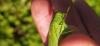 332880 – Photo : Guillaume Morand – France (73)