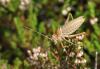 332901 – Photo : Vincent Derreumaux – Andorre
