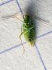 332784 – Photo : Cédric Mondy – France (56)
