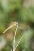 332315 – Photo : BourrinOman – France (83)