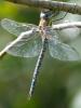332401 – Photo : Bernard LAVIRON – France (09)