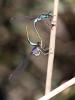 332298 – Photo : D.Mouchené – France (83)