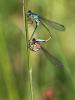 332297 – Photo : D.Mouchené – France (73)