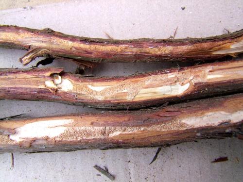 Callidiellum rufipenne