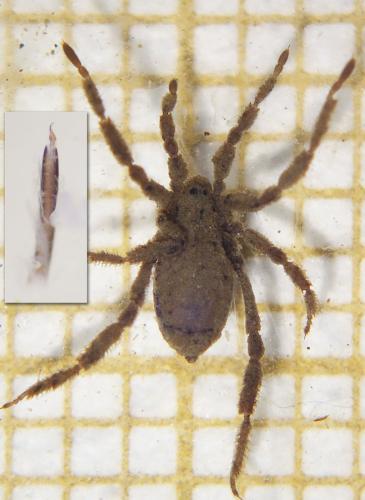 Réf. 333 413 : Anelasmocephalus cambridgei