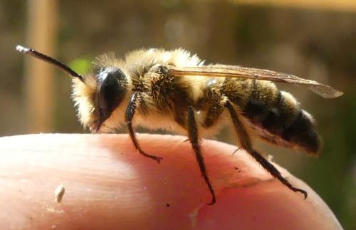 Andrena sp.
