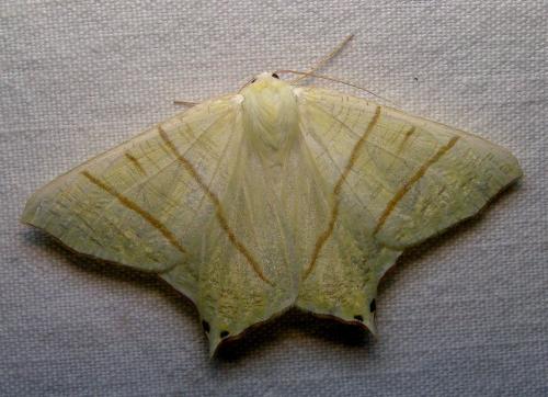 Réf. 333 859 : Ourapteryx sambucaria