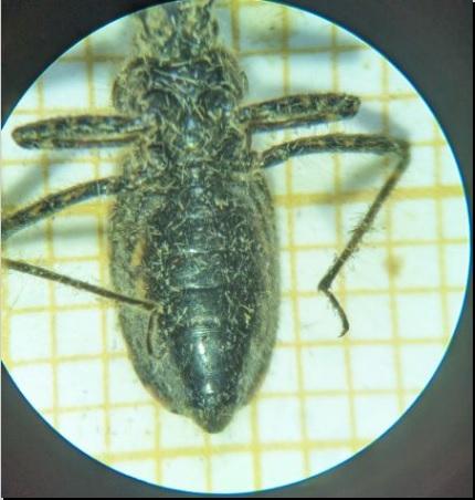 Réf. 333 892 : Coranus kerzhneri
