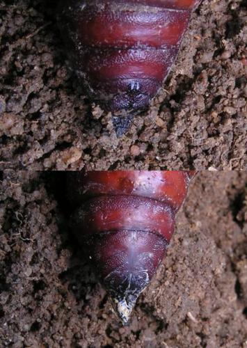 Agrius convolvuli