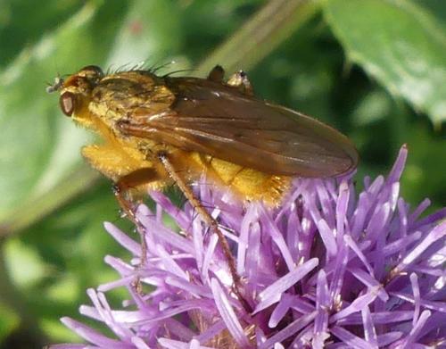 Réf. 333 040 : Scathophaga stercoraria