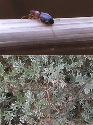Mecynotarsus serricornis