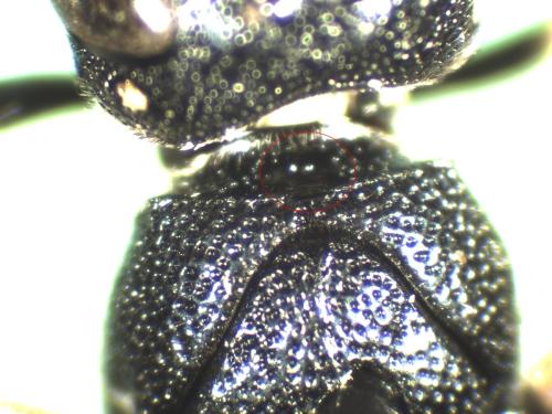 Réf. 333 773 : Stenodynerus xanthomelas
