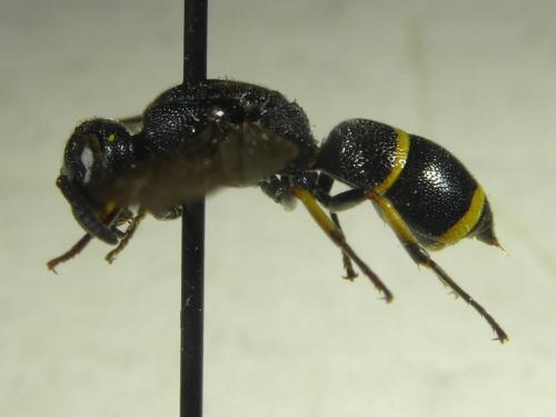 Réf. 333 774 : Stenodynerus xanthomelas