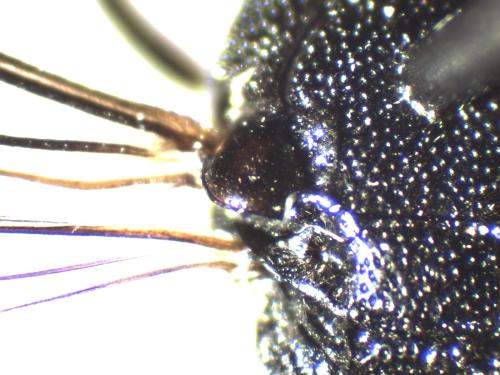 Réf. 333 747 : Stenodynerus xanthomelas