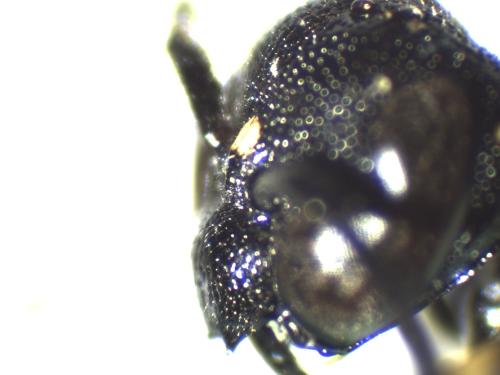 Réf. 333 750 : Stenodynerus xanthomelas