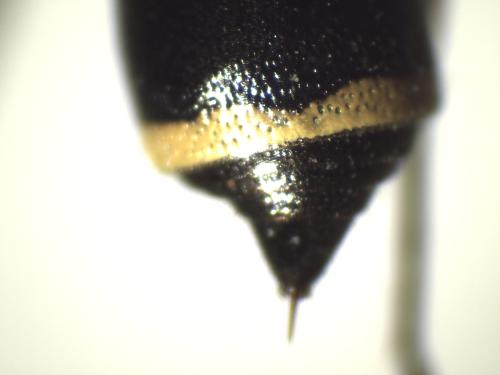 Réf. 333 752 : Stenodynerus xanthomelas