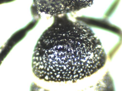 Réf. 333 826 : Stenodynerus xanthomelas