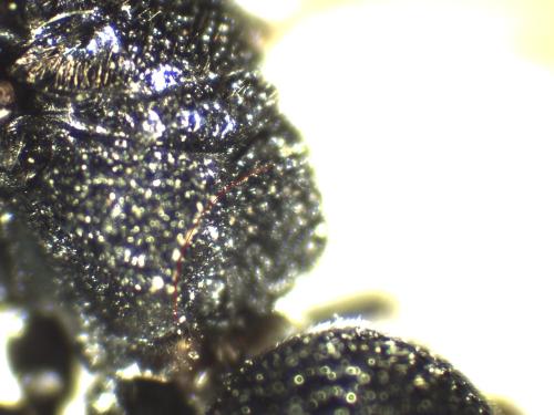 Réf. 333 827 : Stenodynerus xanthomelas