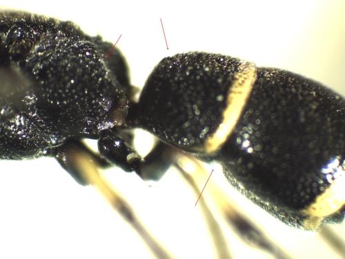 Réf. 333 828 : Stenodynerus xanthomelas