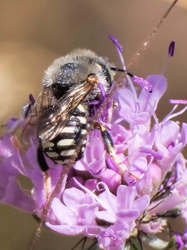 Réf. 333 876 : Anthidium punctatum