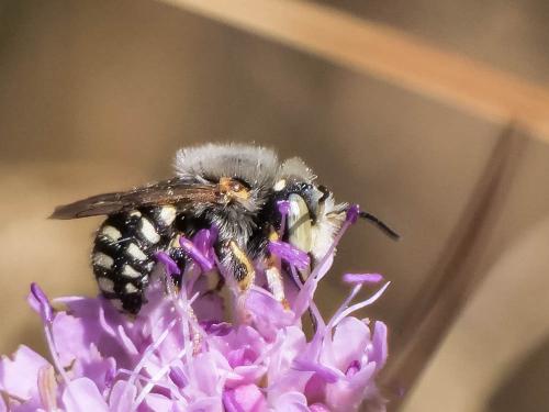 Réf. 333 877 : Anthidium punctatum
