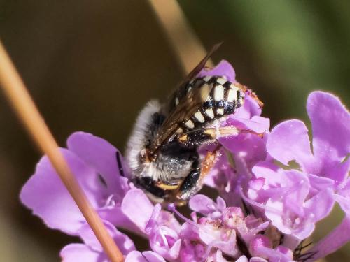 Réf. 333 881 : Anthidium punctatum
