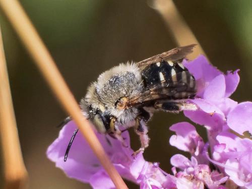 Réf. 333 878 : Anthidium punctatum