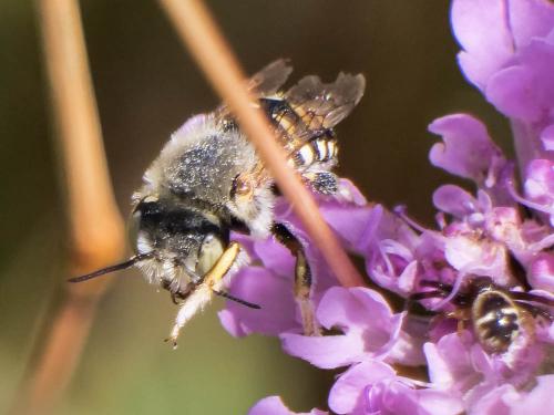 Réf. 333 879 : Anthidium punctatum