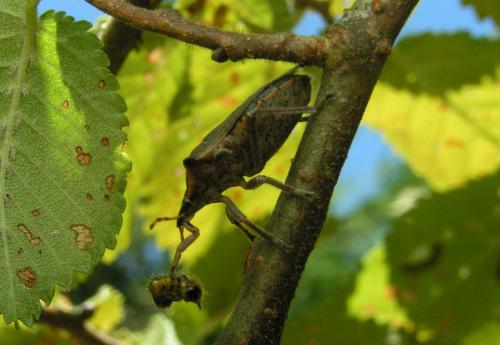 Picromerus nigridens