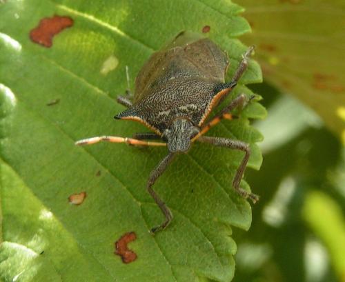 Picromerus nigridens