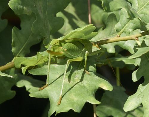 Callicrania ramburii