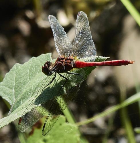 Réf. 333 260 : Sympetrum sanguineum