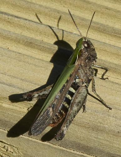 Réf. 333 632 : Omocestus rufipes