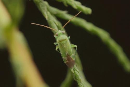 Réf. 333 120 : Tuponia hippophaes