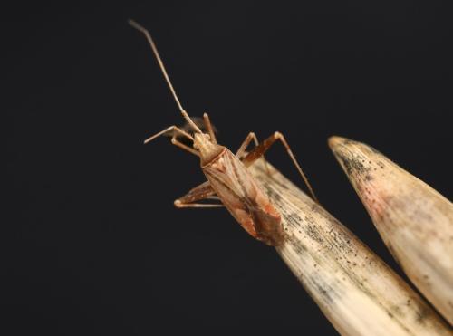 Réf. 333 942 : Phytocoris austriacus