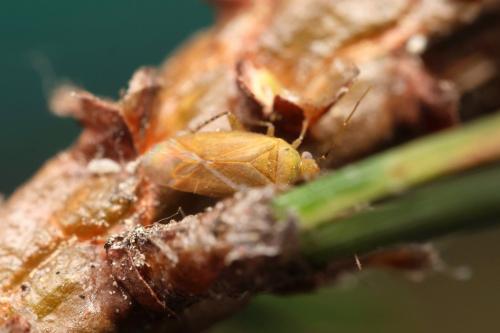 Réf. 333 944 : Parapsallus vitellinus