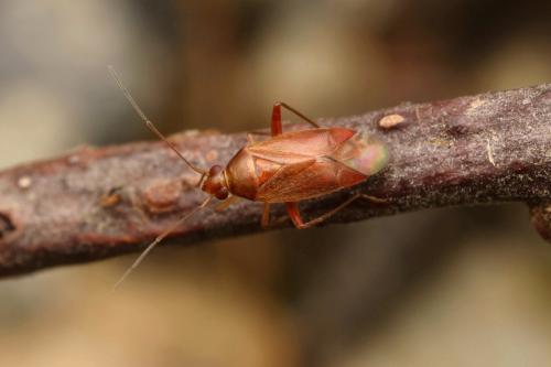 Pinalitus rubricatus