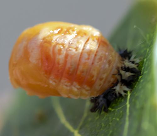 Harmonia axyridis