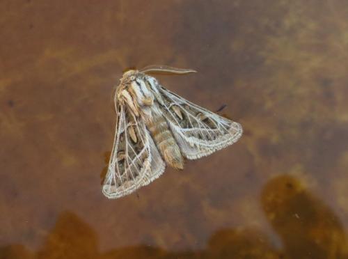 Ulochlaena hirta