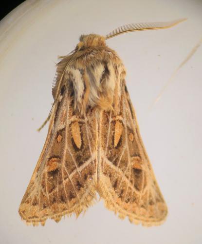 Réf. 333 132 : Ulochlaena hirta